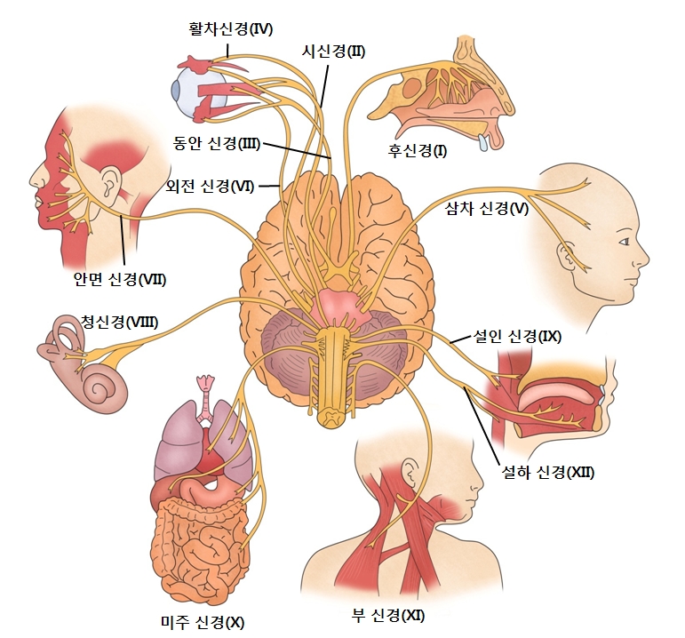 신경초종