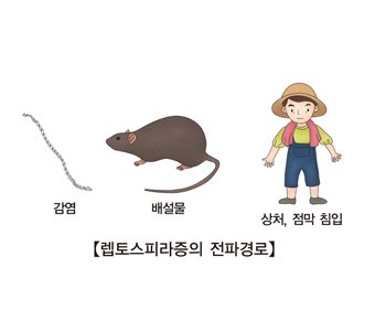 렙토스피라증