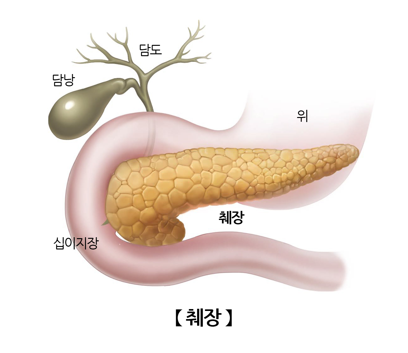 췌장