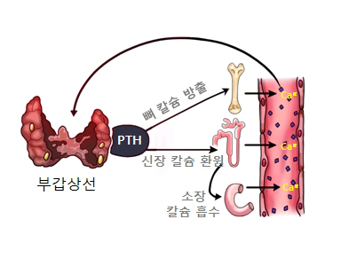 칼슘