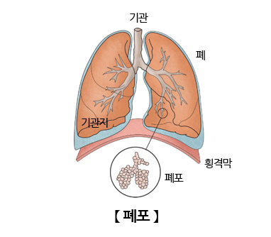 폐포