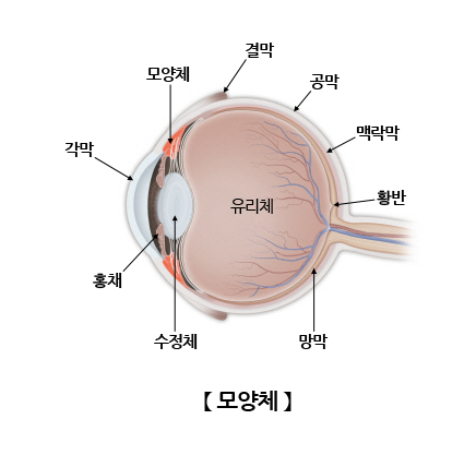 모양체